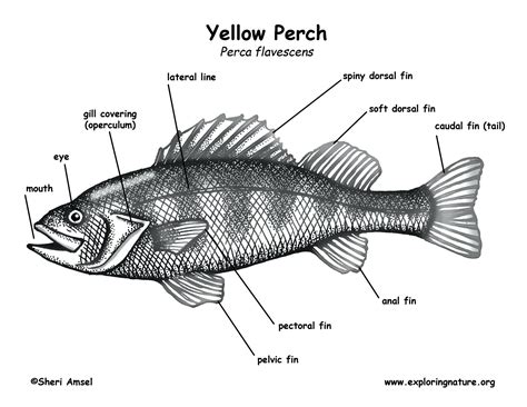 tilapia fish label diagram 